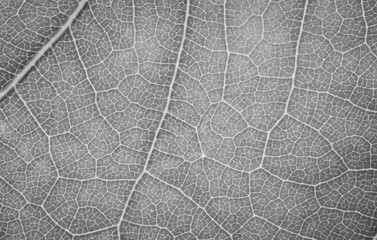 Fototapeta na wymiar macro photo of leaves in gray color