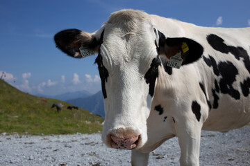portret cow on the farm