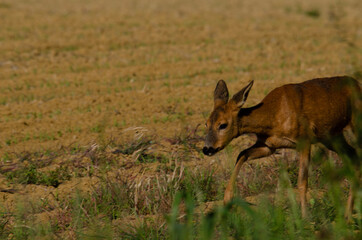 deer in the woods