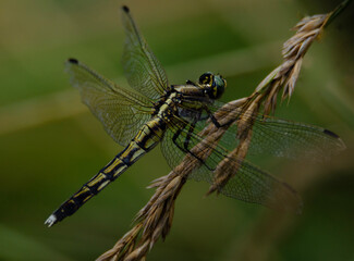 close up of a dragonfly