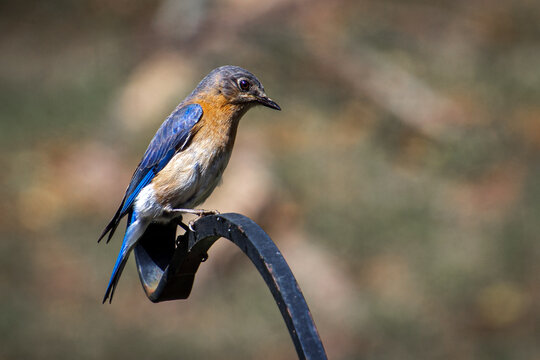 Eastern Bluebird sitting on a garden hook.