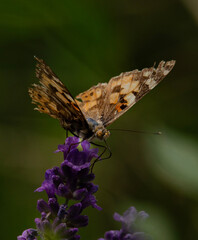 butterfly on flower