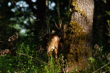 deer in the forest