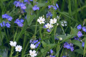 purple crocus flowers
