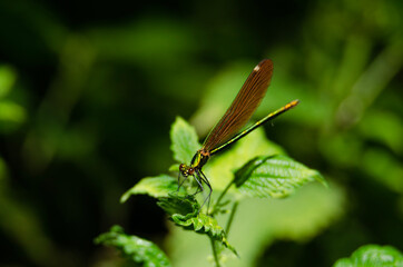 dragonfly on a leaf