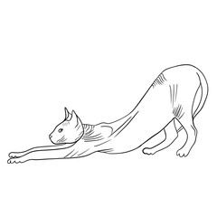 Simple sketch of a sphinx cat that pulls itself up