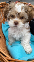 yorkshire terrier puppy in basket