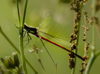 dragonfly on a leaf