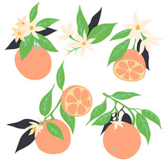 Oranges on branches with flowers isolated on white background. Vector graphics.