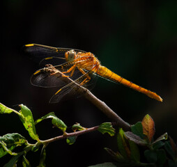 dragonfly on a branch