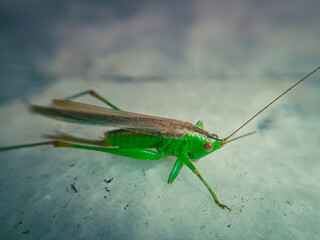 Gampsocleis Ussuriensis; it is a genus of bushcrickets! 
Grasshoppers are typically ground-dwelling insects with powerful hind legs which allow them to escape from threats by leaping vigorously.