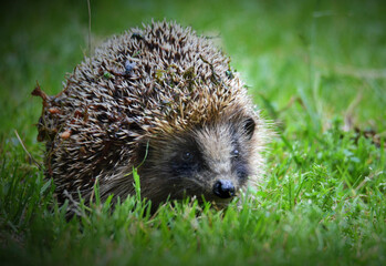 hedgehog in the grass