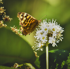 butterfly on a flower