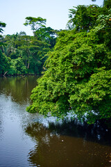 River in the African tropical rain forest, partly covered by a tree