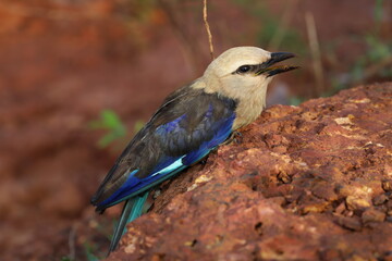 lilac roller on the stone