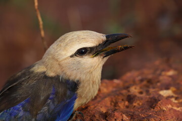 portrait of a lilac roller