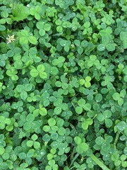 green clover background