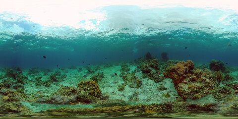 Fototapeta na wymiar Tropical fishes and coral reef at diving. Beautiful underwater world with corals and fish. Philippines. 360 panorama VR