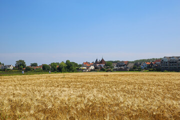 Arcen, Netherlands - July 1. 2021: View over ripe wheat field and river maas on village against blue summer sky