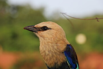 lilac roller in the wild
