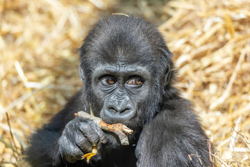 gorilla chewing a stick © SR7 Photo