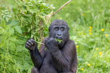 gorilla young feeding