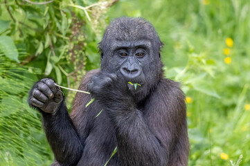 young gorilla feeding