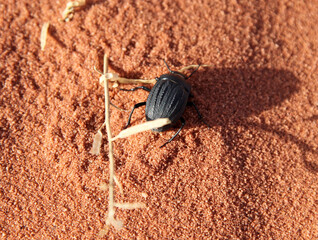 Close up of a scarab beetle, Wadi Rum, Jordan
