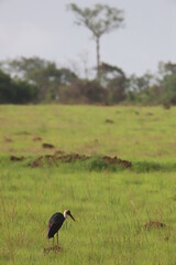 stork in the savannah