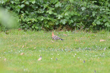 butterfly on the grass