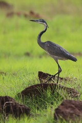 black-necked heron on a stone