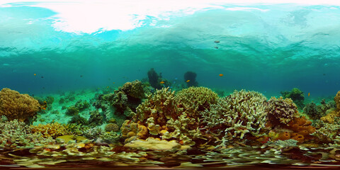 Fototapeta na wymiar Coral reef and tropical fishes. The underwater world of the Philippines. Philippines. 360 panorama VR