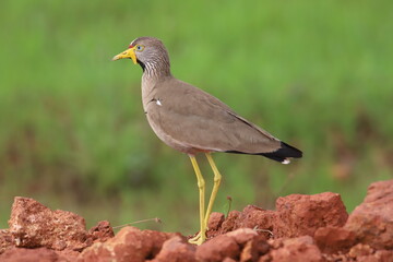  lapwing in the grass
