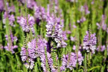 Patch of Obedient plant, Redding California USA
