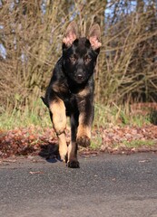 black german shepherd dog is walking over a street on an autumn day