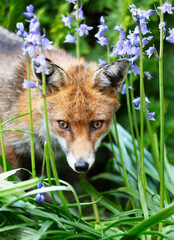 Red fox among blue bells