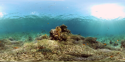 Naklejka na ściany i meble Tropical fishes and coral reef at diving. Beautiful underwater world with corals and fish. Philippines. 360 panorama VR