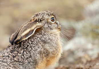 Close up of an Ethiopian highland hare in Bale mountains, Ethiopia