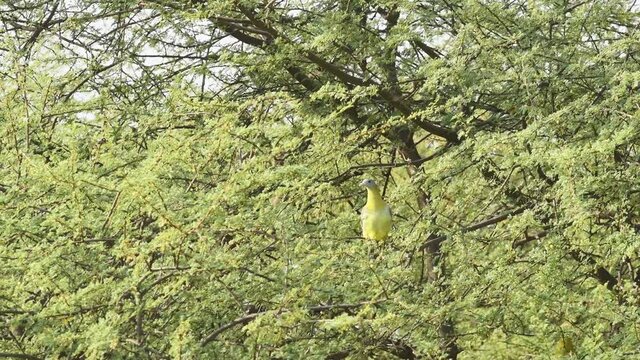 Yellow footed green pigeon or yellow legged green pigeon full shot perched high on tree at keoladeo national park or bhartpur bird sanctuary india