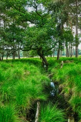 Fototapeten Moor-und Waldlandschaft im Diersfordter Veen © hespasoft