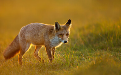 Close up of a red fox at sunset