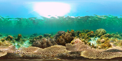 Colourful tropical coral reef. Hard and soft corals, underwater landscape. Philippines. Virtual Reality 360.