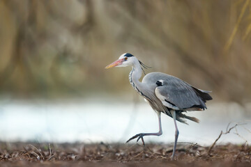 Grey heron walking along a river bank
