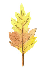 Autumn yellow Leaf. Fall multicolored Plant. Watercolor illustration on white isolated background