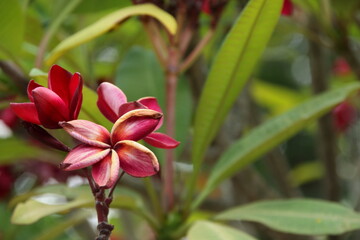 Pale and old red flowers(wizened flower) of frangipani or plumeria on branch and blur green leaves background.