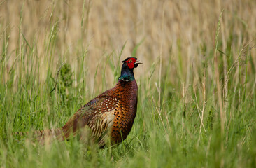 Close up of a male Common Pheasant in grass