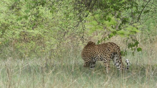 full shot of Indian wild leopard or panther walking in forest in natural green background during wildlife safari at forest of central india - panthera pardus fusca