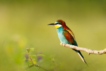 Close up of a perched Bee-eater in summer