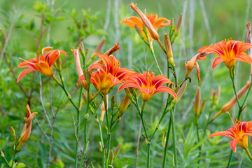 A field of orange daylily. Vibrant colored flowers surrounded by greenery.