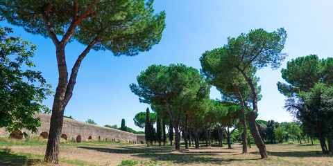 青空広がるローマ水道橋公園、草原の古代ローマ水道橋遺跡とイタリアカサマツ（笠松）